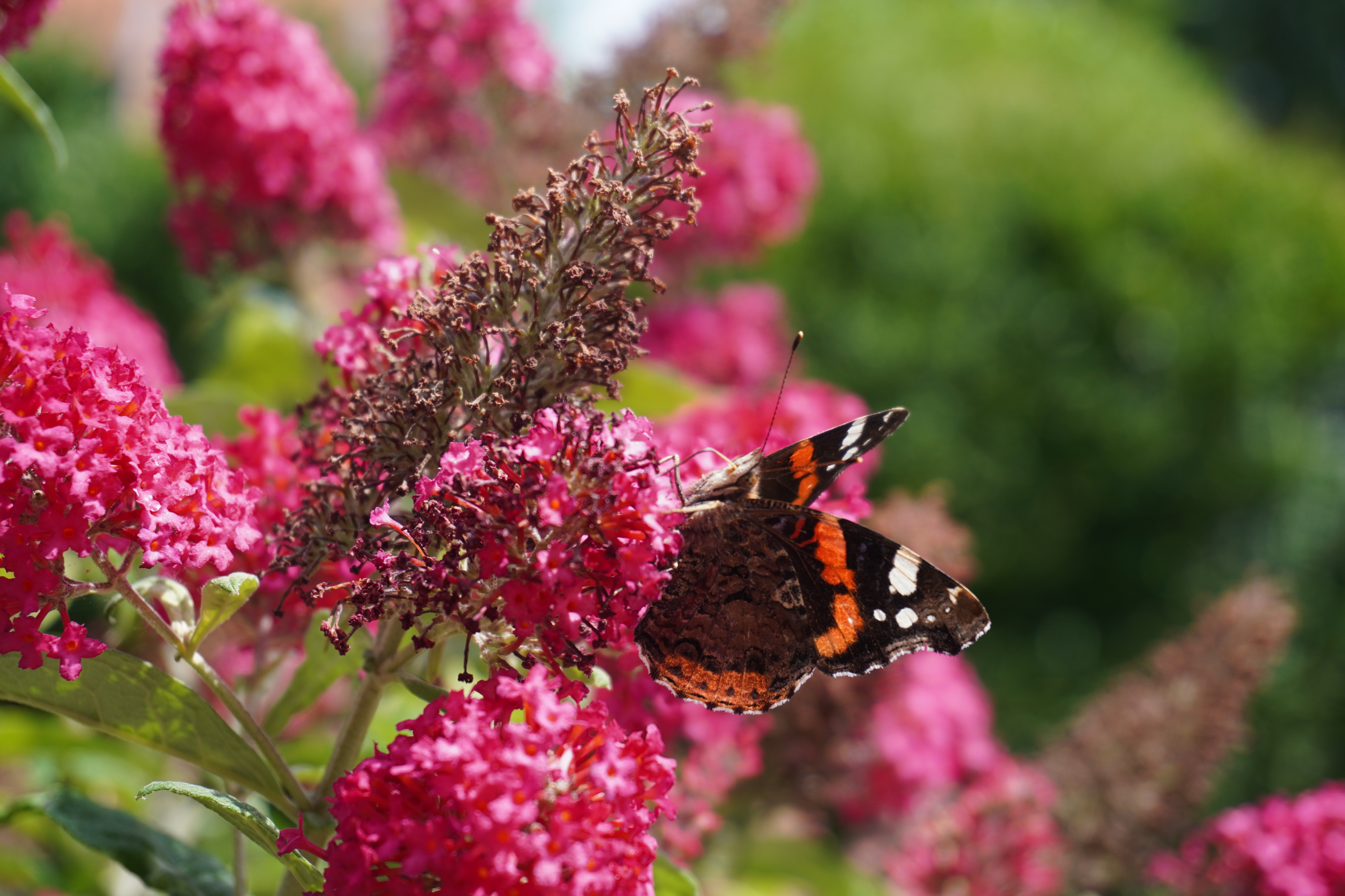 Schmetterling